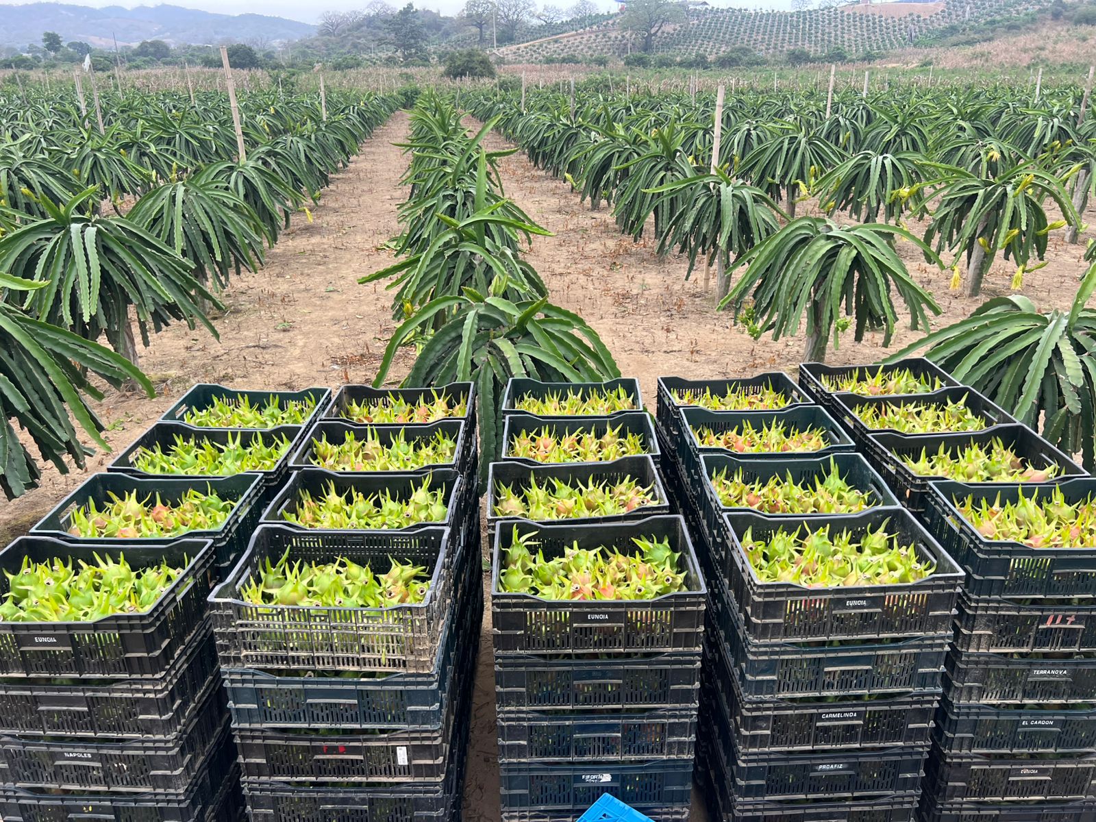 FINCA DEL DRAGON - Dragon Fruit Farm in Ecuador